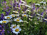 16 Leucanthemum vulgare (Margherita comune) con Salvia pratensis (Salvia dei prati) 